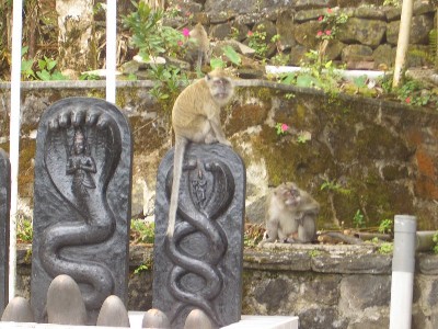 Affen auf heiligen Steinen
